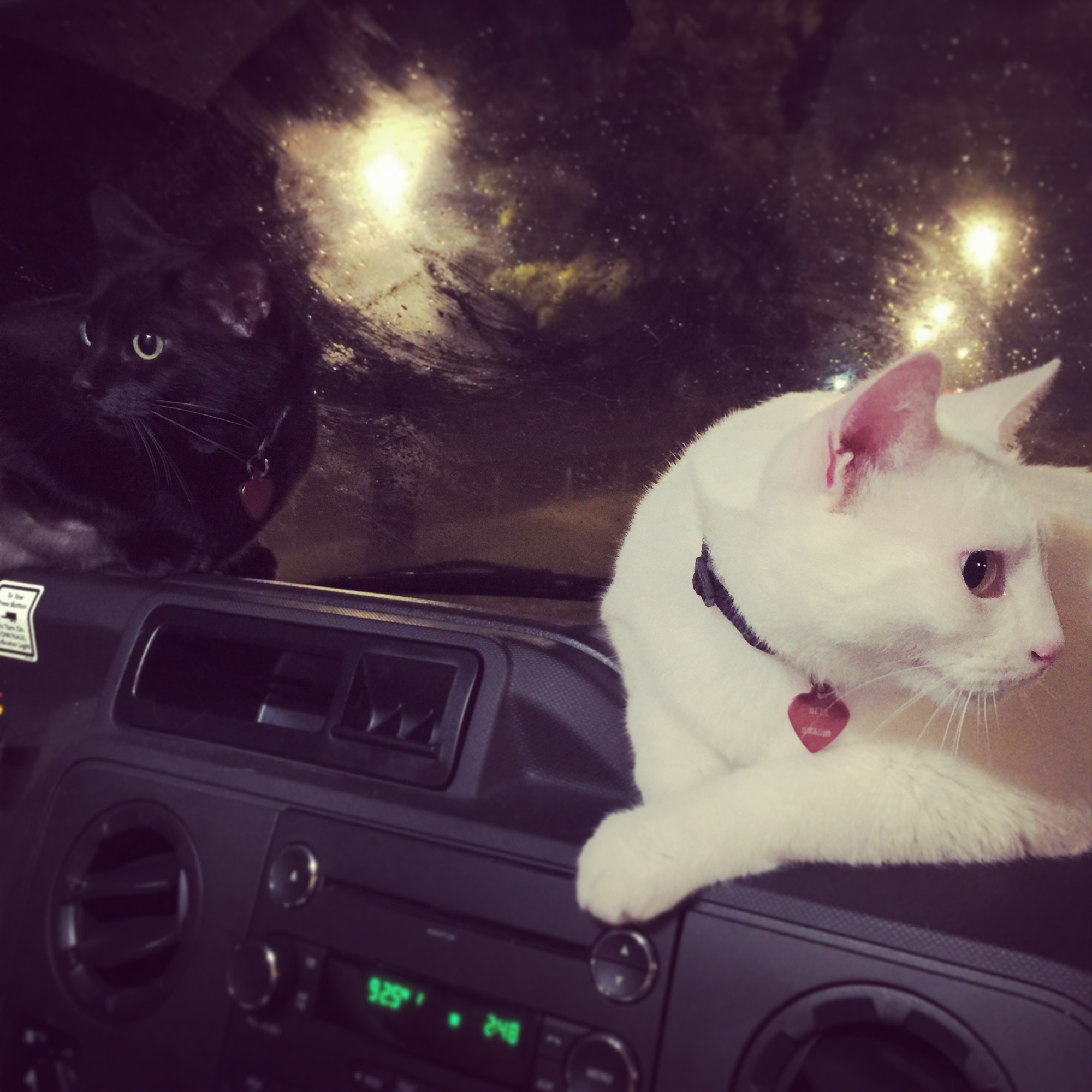 Cat Carriers
